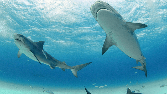 man-vs-shark-2019